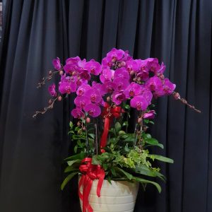 Huy Hoàng Vươn Xa