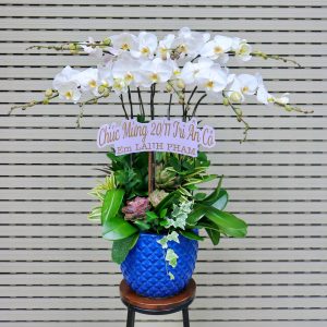 Lan Hồ Điệp - Ngọc Khiết Tri Ân
