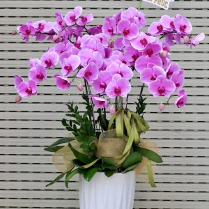 Lan Hồ Điệp - Tím Vị Ưu Quý