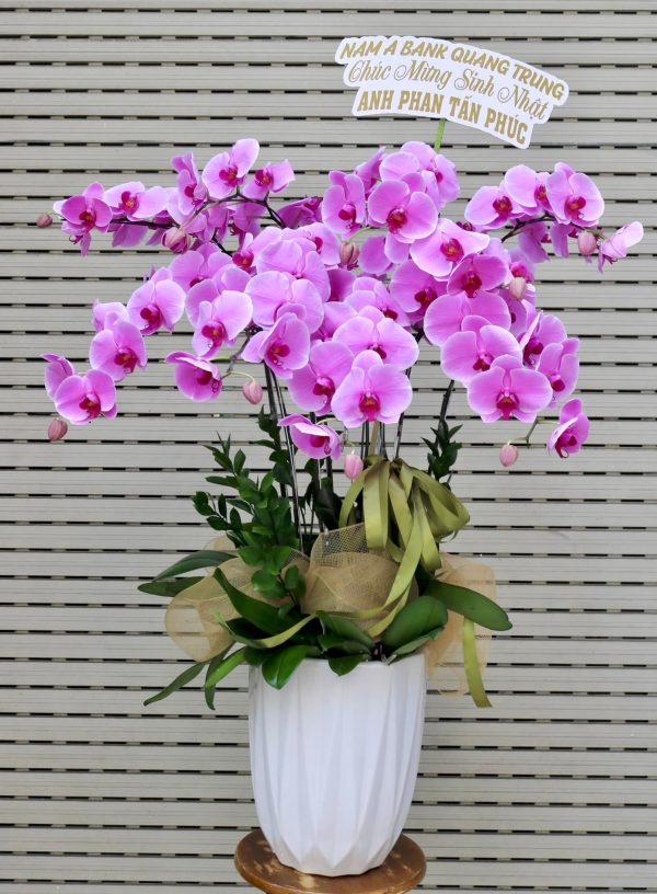 Lan Hồ Điệp - Tím Vị Ưu Quý