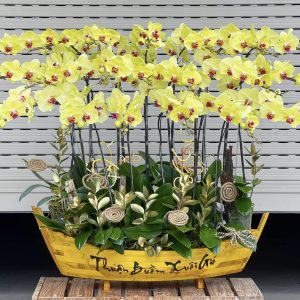 Lan Hồ Điệp - Hoàng Vận Thuận Xuôi