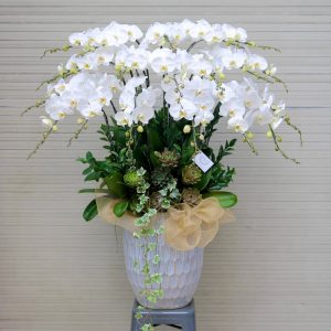 Lan Hồ Điệp - Ngọc Sáng Vinh Hoa