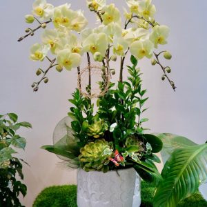 Lan Hồ Điệp - Hoàng Nhã Tinh Hoa