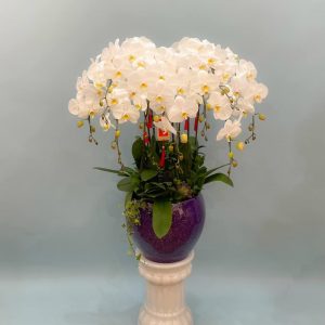 Lan Hồ Điệp - Bạch Ngọc Phát Tài