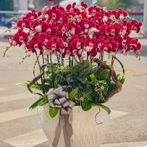 Lan Hồ Điệp - Hồng Phát Trường Tồn