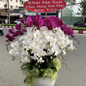 Lan Hồ Điệp - Vạn Phúc Trường An