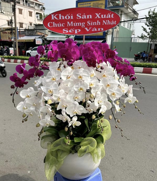 Lan Hồ Điệp - Vạn Phúc Trường An