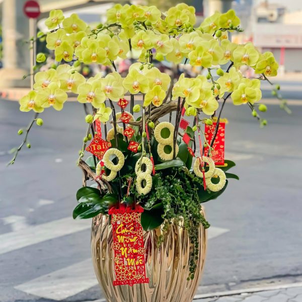 Lan Hồ Điệp - Kim Phát Tài Lộc