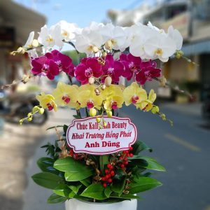 Lan Hồ Điệp - Phúc Lộc Sum Vầy