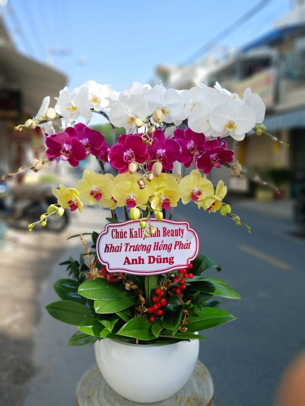 Lan Hồ Điệp - Phúc Lộc Sum Vầy
