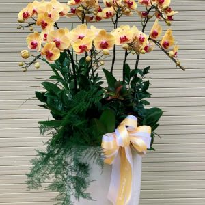 Lan Hồ Điệp - Tài Lộc Rạng Ngời