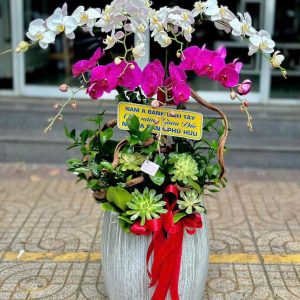 Lan Hồ Điệp - Phúc Lộc Trường Hưng