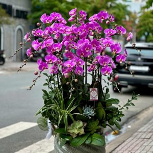 Lan Hồ Điệp - Hưng Vượng Tỏa Sắc