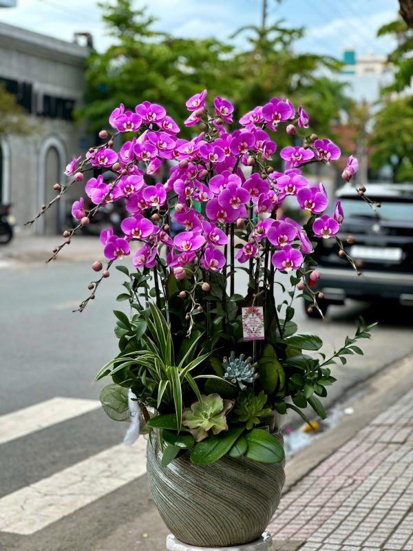 Lan Hồ Điệp - Hưng Vượng Tỏa Sắc