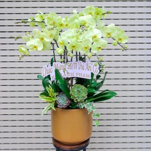 Lan Hồ Điệp - Kim Ngân Vượng Quý