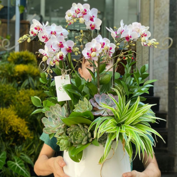 Tinh Hoa Tĩnh Lặng