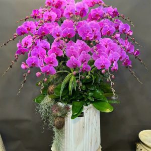 Vượng Phát Vươn Xa