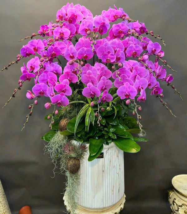 Vượng Phát Vươn Xa