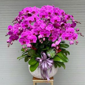 Lan Hồ Điệp - Vượng Sắc Trường Hồng