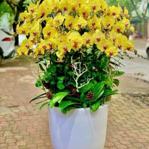 Lan Hồ Điệp - Kim Phát Cát Tường