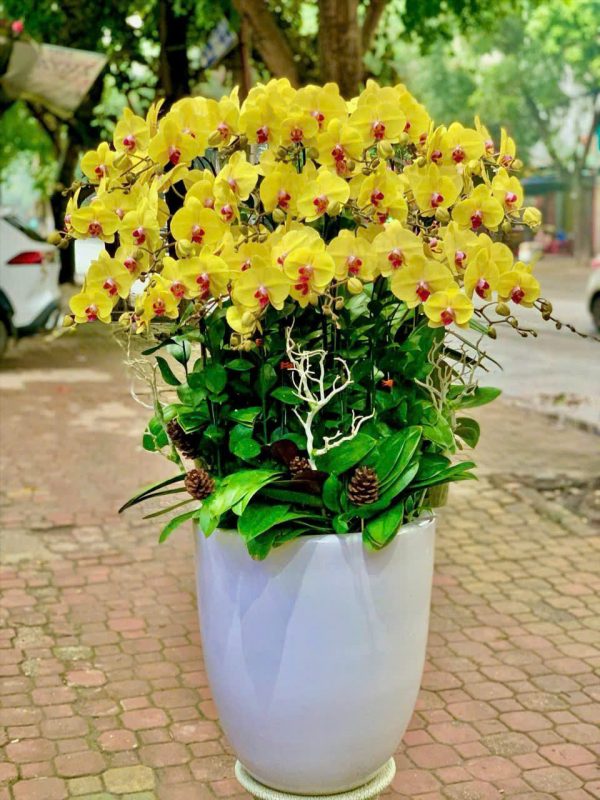 Kim Phát Cát Tường