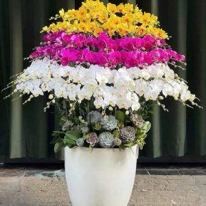 Lan Hồ Điệp - Phú Quý Vượng Mãn
