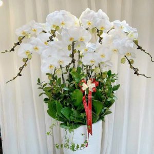 Lan Hồ Điệp - Ngọc Quý An Nhiên