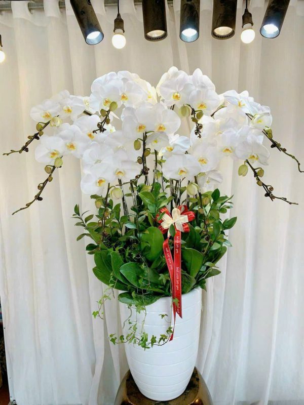 Lan Hồ Điệp - Ngọc Quý An Nhiên