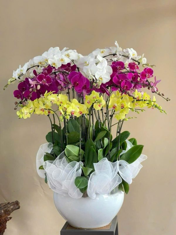 Phúc Lộc Vẹn Toàn