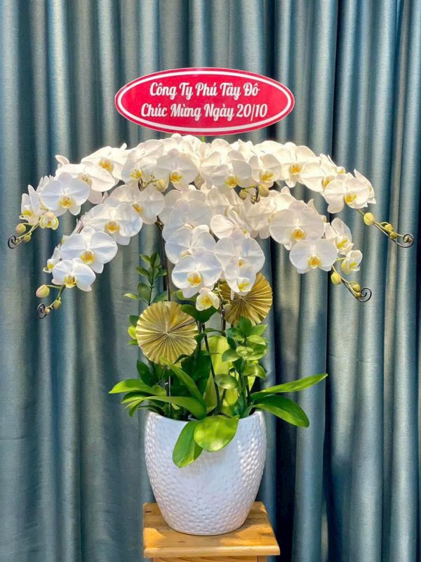 Lan Hồ Điệp - Tỏa Sáng Kiêu Sa