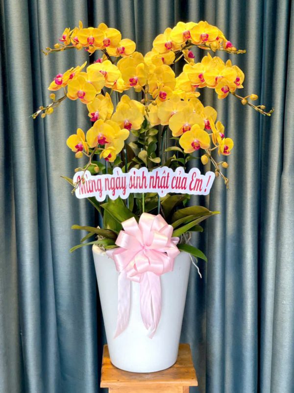 Kim Sắc Vạn Niên