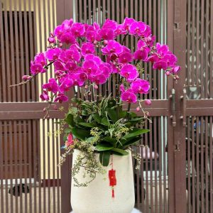 Tím Vượng Cát Tường