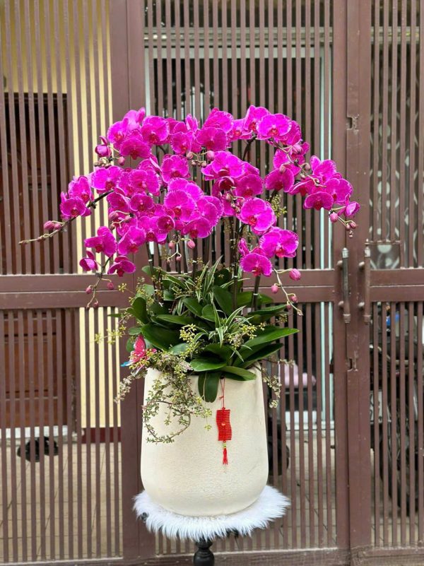 Tím Vượng Cát Tường