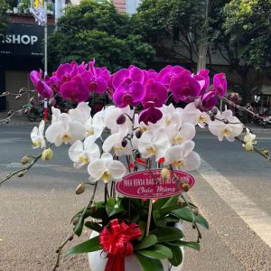 Phát Lộc Vươn Xa