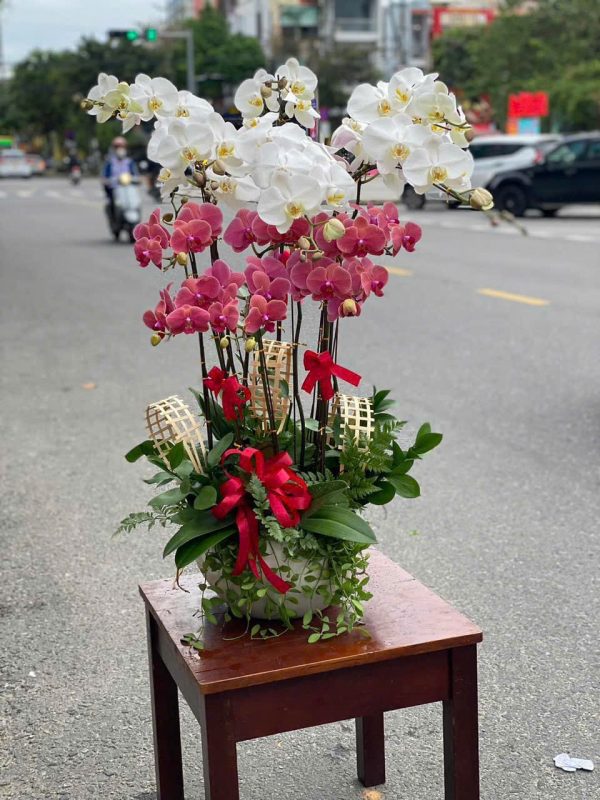 Lan Hồ Điệp - Hồng Ngọc Tài Vượng
