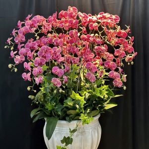 Lan Hồ Điệp - Vượng Phát Trường Hồng