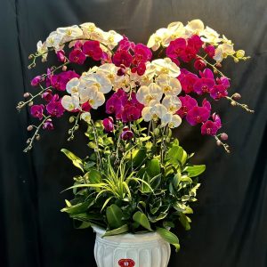 Lan Hồ Điệp - Hưng Vượng Song Hỷ