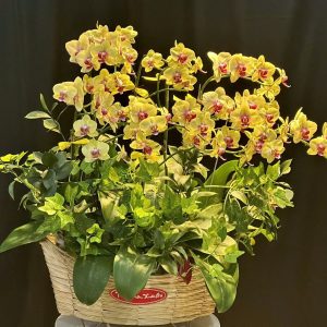 Lan Hồ Điệp - Hoàng Vận Khai Hoa