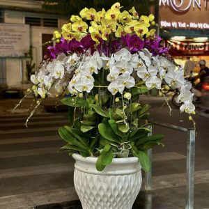 Lan Hồ Điệp - Phú Quý Trường Tồn
