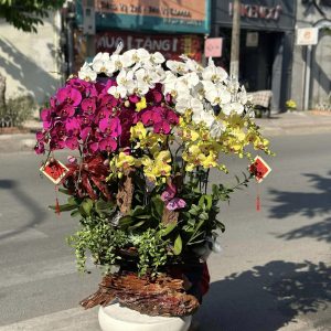 Lan Hồ Điệp - Tam Tài Khai Lộc