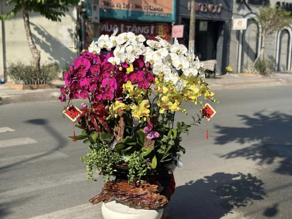 Lan Hồ Điệp - Tam Tài Khai Lộc