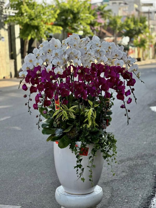 Lan Hồ Điệp - Vượng Khí Vươn Cao