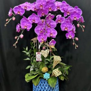 Lan Hồ Điệp - Sắc Tím Nhẹ Nhàng