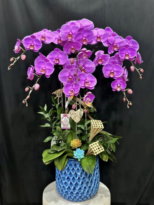 Lan Hồ Điệp - Sắc Tím Nhẹ Nhàng