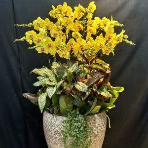 Lan Hồ Điệp -Thịnh Vượng Khai Hoa