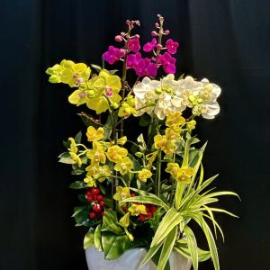 Lan Hồ Điệp - Hưng Thịnh Bốn Mùa