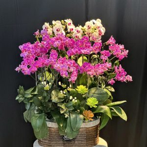 Lan Hồ Điệp - Vượng Khí Thăng Hoa