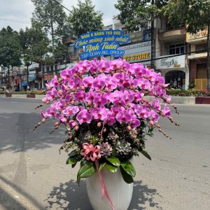 Lan Hồ Điệp - Hưng Vượng Như Ý