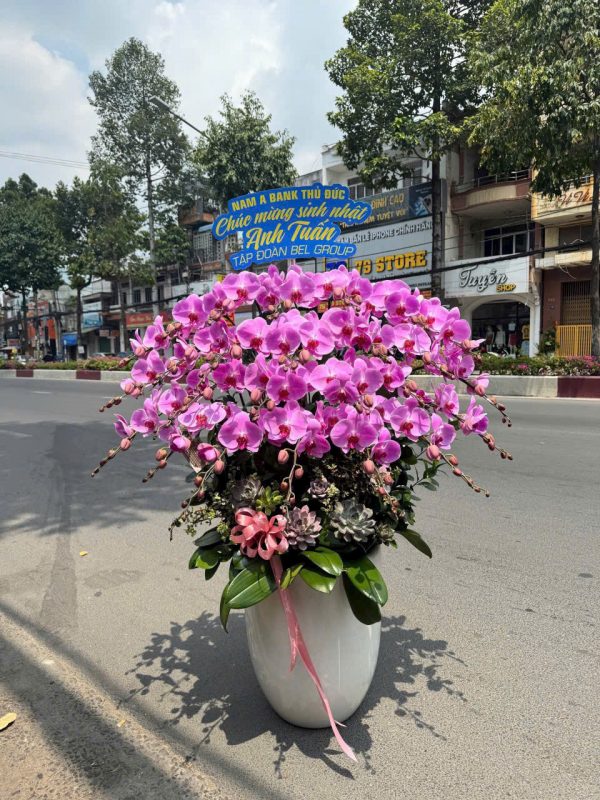 Lan Hồ Điệp - Hưng Vượng Như Ý