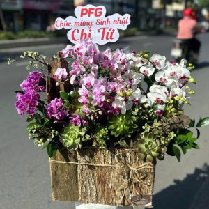 Lan Hồ Điệp - Phúc Hoa Như Ý